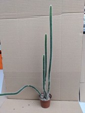 Corryocactus erectus kakteen gebraucht kaufen  Stuttgart