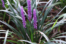 Liriope muscari big for sale  NEWTOWNARDS