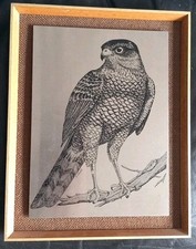 Vintage peregrine falcon for sale  NORWICH
