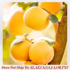 Rio red grapefruit for sale  Vero Beach