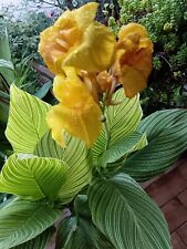 Pianta canna indica usato  Sora