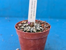 ariocarpus for sale ariocarpus for sale  HALESOWEN
