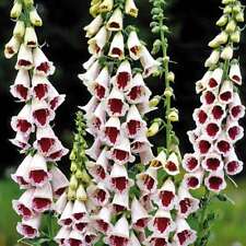 Plug plants digitalis for sale  BANBRIDGE