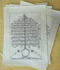 Albero genealogico secolo usato  Rodano