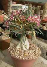 Adenium somalense varietà usato  Monreale
