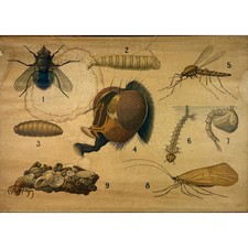 POSTER ORIGINAL - DÉCADA DE 1930 - CARTA ESCOLAR BIOLÓGICA / MOSCA E MOSQUITO (Nº 6) comprar usado  Enviando para Brazil
