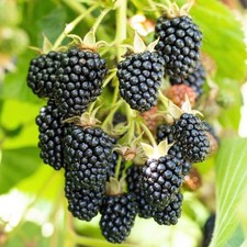 Rubus fruticosus oregon d'occasion  Pouzauges