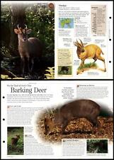 Muntjac 166 mammals for sale  SLEAFORD
