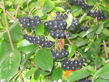 Black chokeberry shrub for sale  Elko