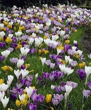 Mixed crocus bulbs for sale  Russell