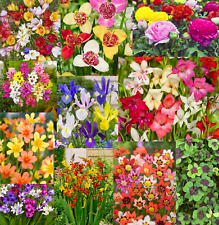 Summer flowering bulbs for sale  CRAWLEY