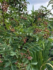 Zanthoxylum simulans pepper for sale  Flushing