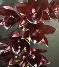 Orchid plant ctsm for sale  Las Vegas