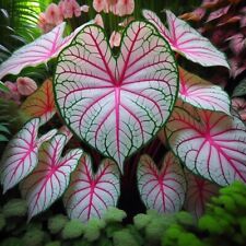 Fiesta caladium bulbs for sale  Russell