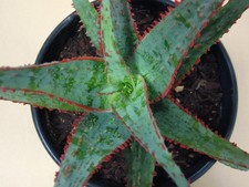 Aloe dracula blood for sale  Valley Center