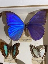 Lot papillons entomologie d'occasion  Périgueux