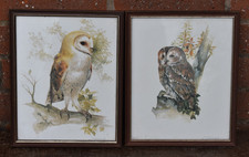 Barn owl tawy for sale  UK