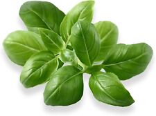 Genovese basil seed for sale  Augusta