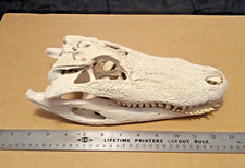 Real gator skull for sale  Pompano Beach