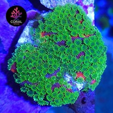 Sunset montipora zoa for sale  STOCKPORT