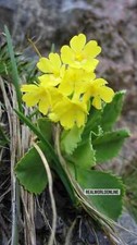Primula auricola semi usato  Trappeto