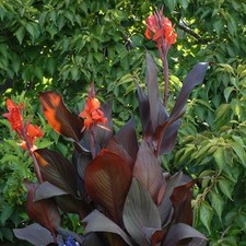 Easy grow canna for sale  Milwaukee
