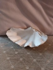 Large sea shells for sale  BRISTOL