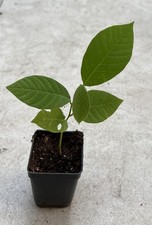 Cherimoya plant pot for sale  El Monte