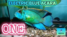 Electric blue acara for sale  Palm Beach Gardens