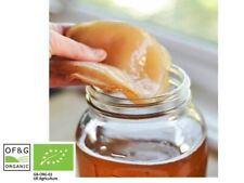 Large organic kombucha for sale  CARLISLE