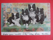 1903 dog postcard for sale  HUNTINGDON