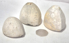 Echinoid. million years for sale  MARGATE