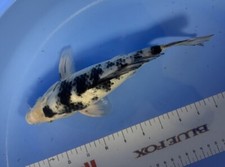 Inch shiro bekko for sale  Findlay