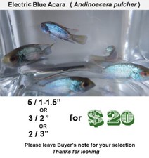 Electric blue acara for sale  Wimauma