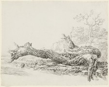 Ancient tree fallen for sale  USA