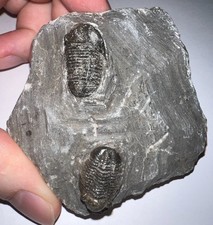 Moroccan pre dinosaur for sale  Wimauma