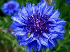 Ensemble centaurea grain d'occasion  Expédié en France