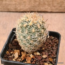 D6166 sclerocactus wetlandicus usato  Montefalco