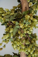 Slim dried hop for sale  SEVENOAKS