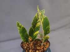Pyrrosia lingua hisami for sale  USA