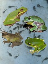 Live small tadpoles for sale  Lake Wales