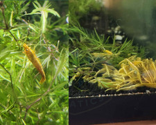 Gold yellow back for sale  Marysville
