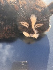 ships cat for sale  TAMWORTH