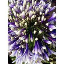 Agapanthus fireworks seeds. for sale  TRURO