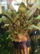 Cryptocoryne undulatus rouge d'occasion  Ingwiller