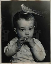 1950 press photo for sale  Memphis