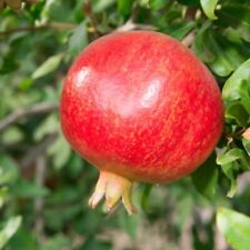 Pomegranate provence litre for sale  UK
