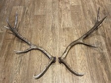 red deer antlers for sale red deer antlers for sale BRIDGE OF ORCHY