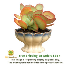 Paddle plant live for sale  Rancho Cucamonga