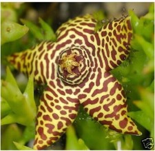 Orbea halipedicola stelo usato  Giugliano in Campania
